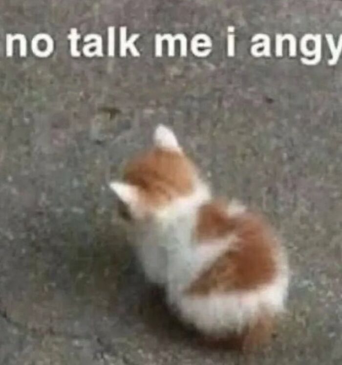 Chaotic-Funny-Cat-Pics