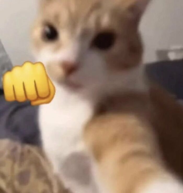 Chaotic-Funny-Cat-Pics