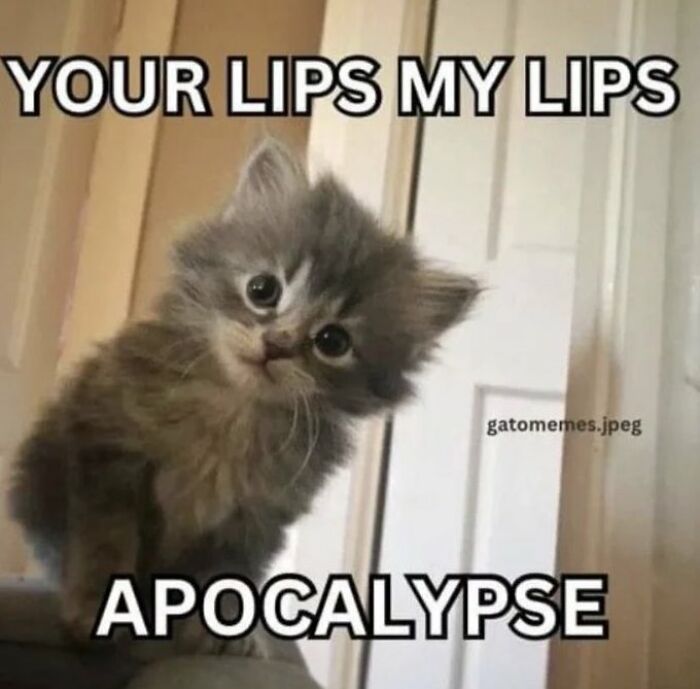 Chaotic-Funny-Cat-Pics