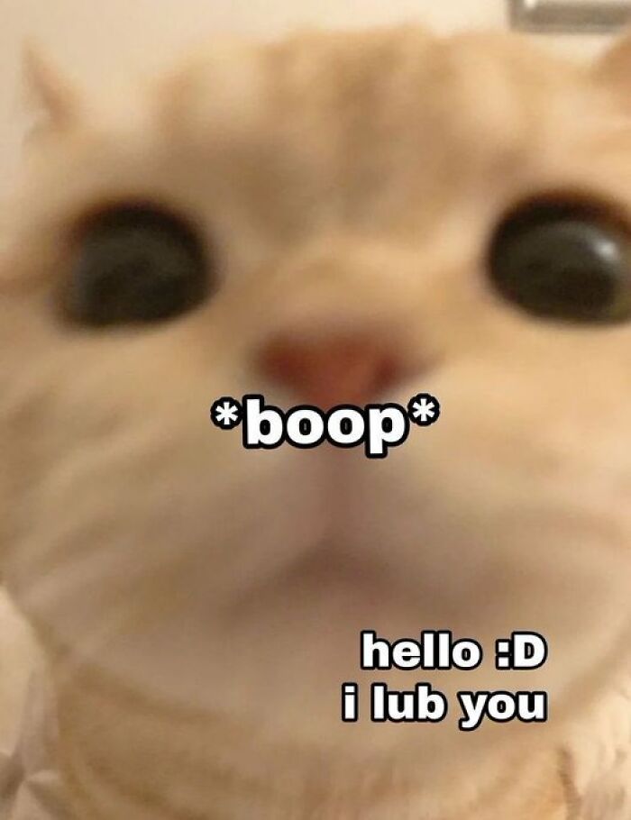 Chaotic-Funny-Cat-Pics