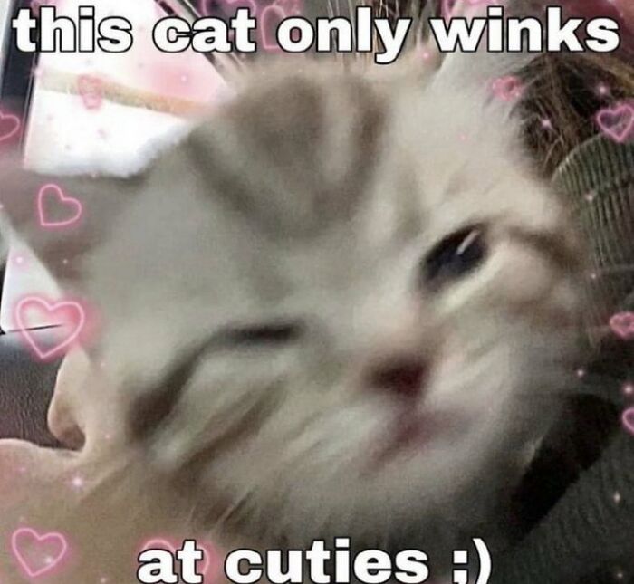 Chaotic-Funny-Cat-Pics