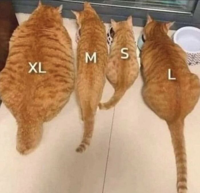 Chaotic-Funny-Cat-Pics