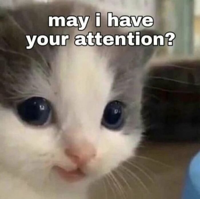 Chaotic-Funny-Cat-Pics