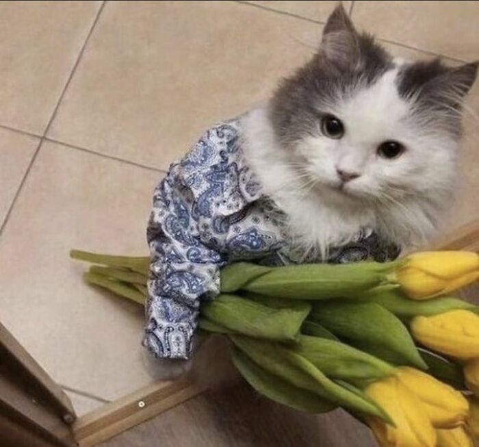 Chaotic-Funny-Cat-Pics