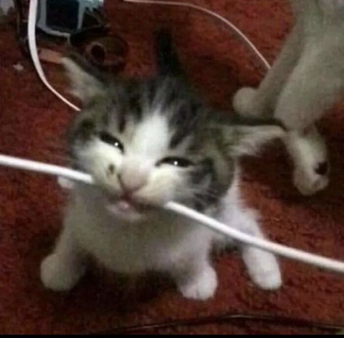 Chaotic-Funny-Cat-Pics