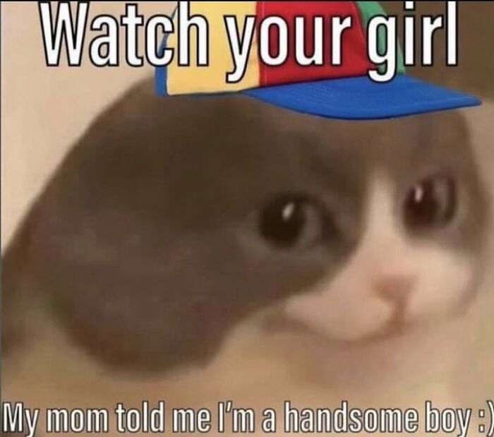 Chaotic-Funny-Cat-Pics