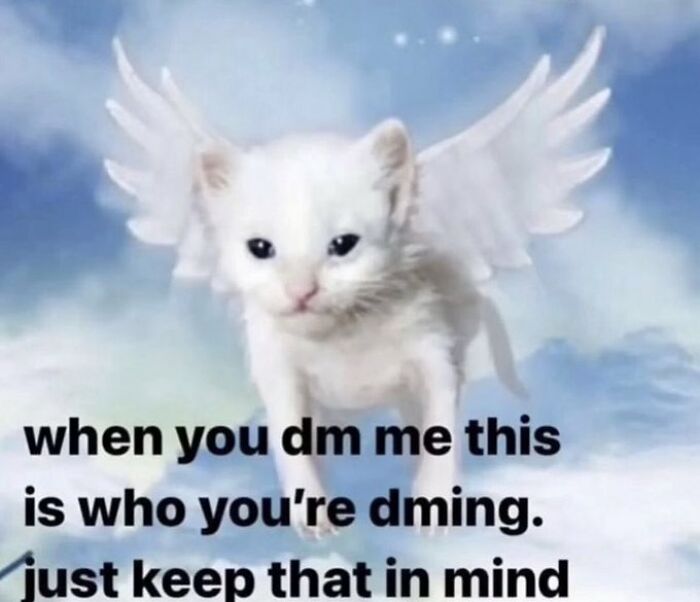 Chaotic-Funny-Cat-Pics