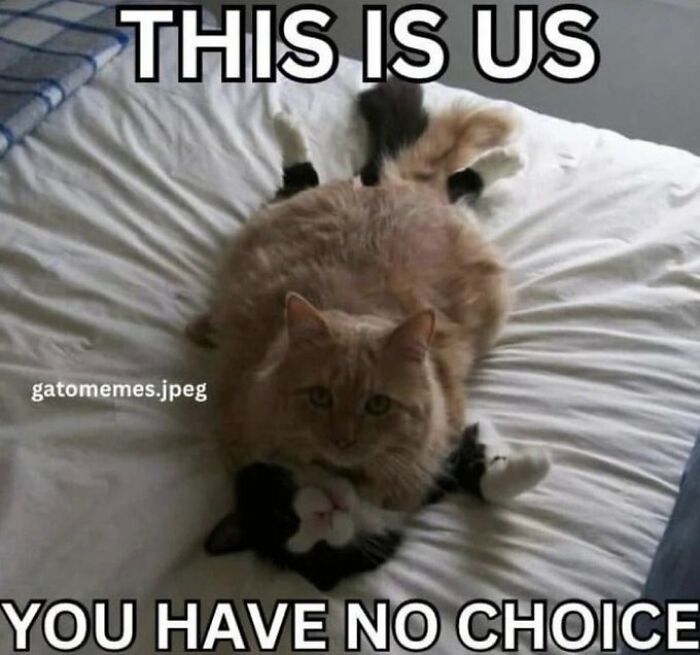 Chaotic-Funny-Cat-Pics