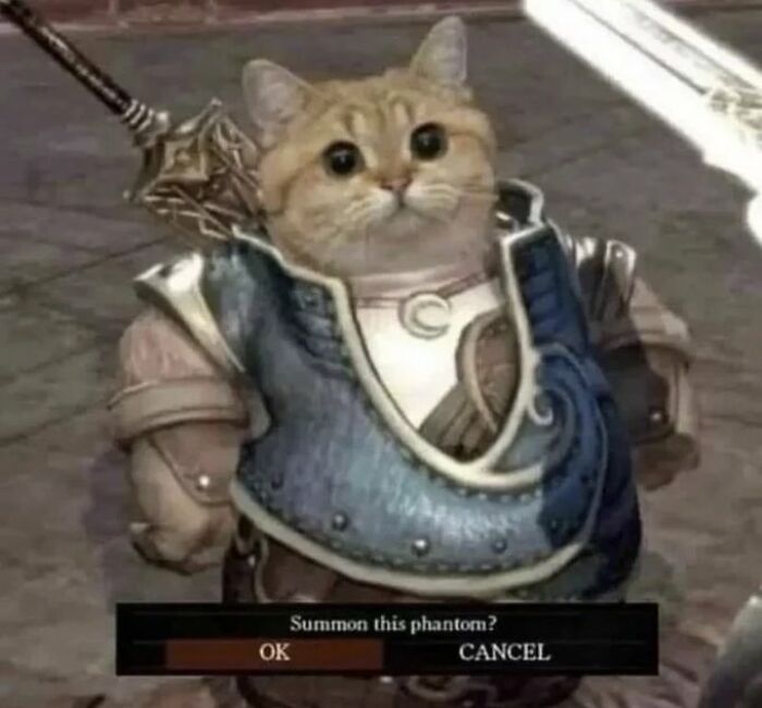 Chaotic-Funny-Cat-Pics