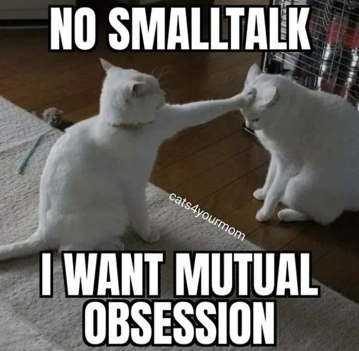 Chaotic-Funny-Cat-Pics