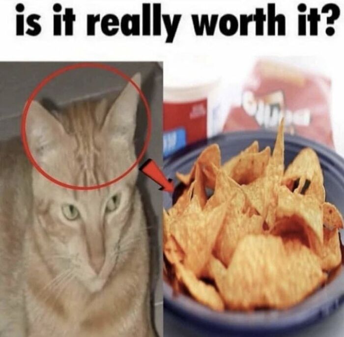 Chaotic-Funny-Cat-Pics