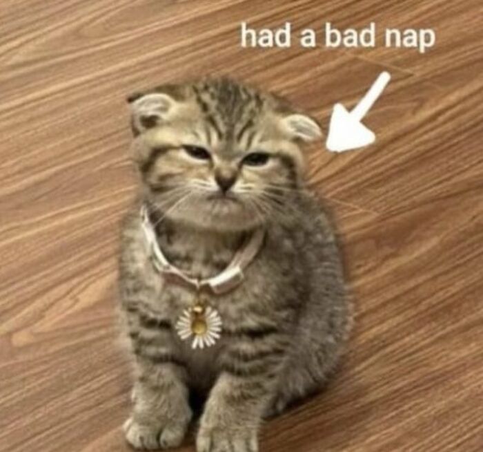 Chaotic-Funny-Cat-Pics