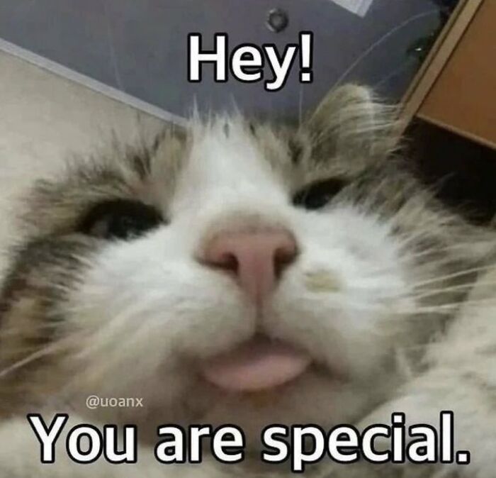 Chaotic-Funny-Cat-Pics