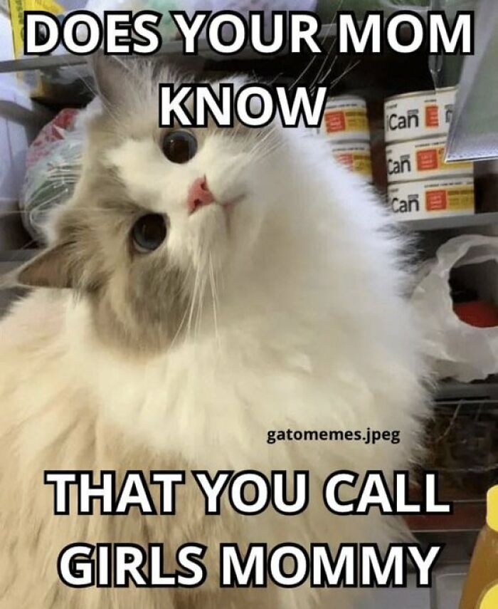 Chaotic-Funny-Cat-Pics