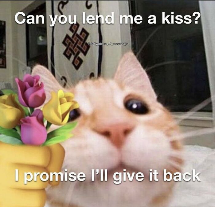 Chaotic-Funny-Cat-Pics