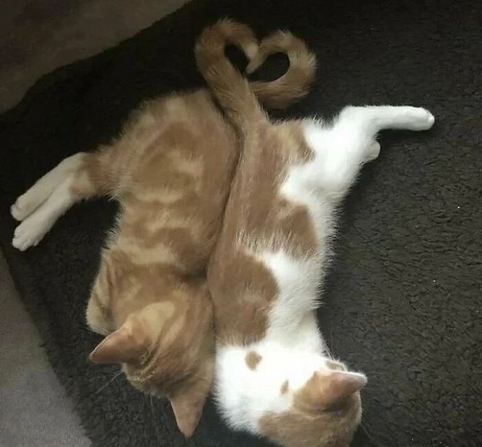 Chaotic-Funny-Cat-Pics