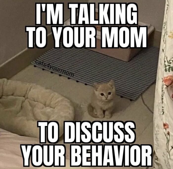 Chaotic-Funny-Cat-Pics