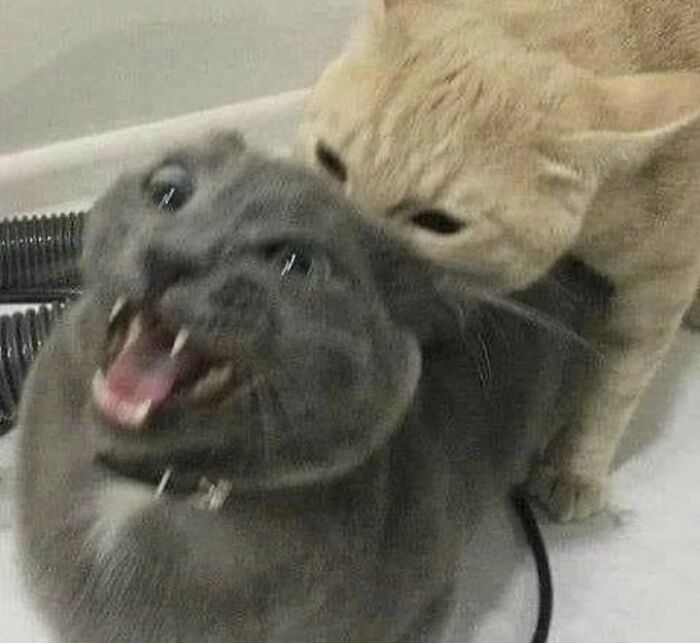 Chaotic-Funny-Cat-Pics