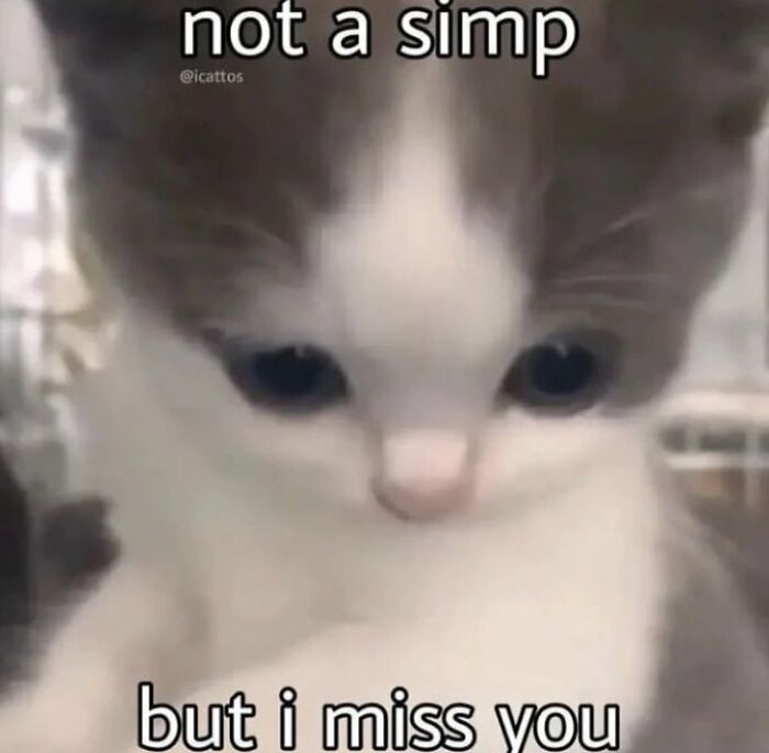 Chaotic-Funny-Cat-Pics