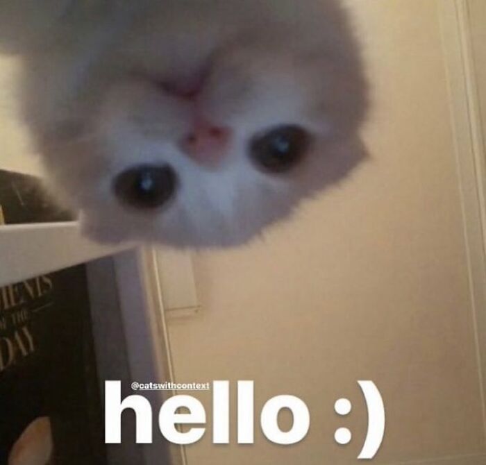 Chaotic-Funny-Cat-Pics