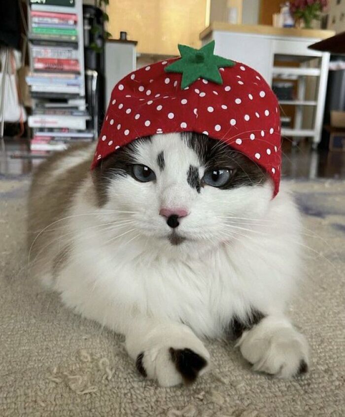 Chaotic-Funny-Cat-Pics