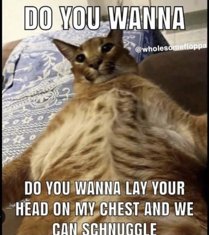 Chaotic-Funny-Cat-Pics