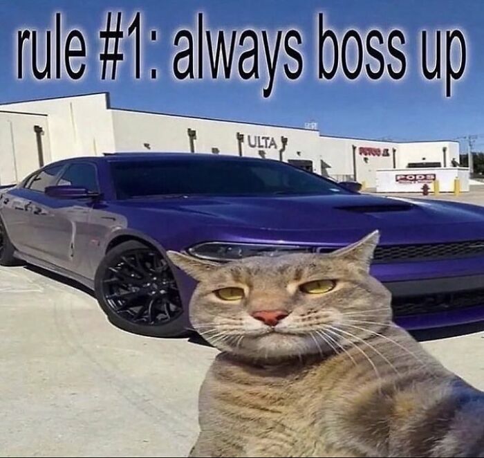 Chaotic-Funny-Cat-Pics