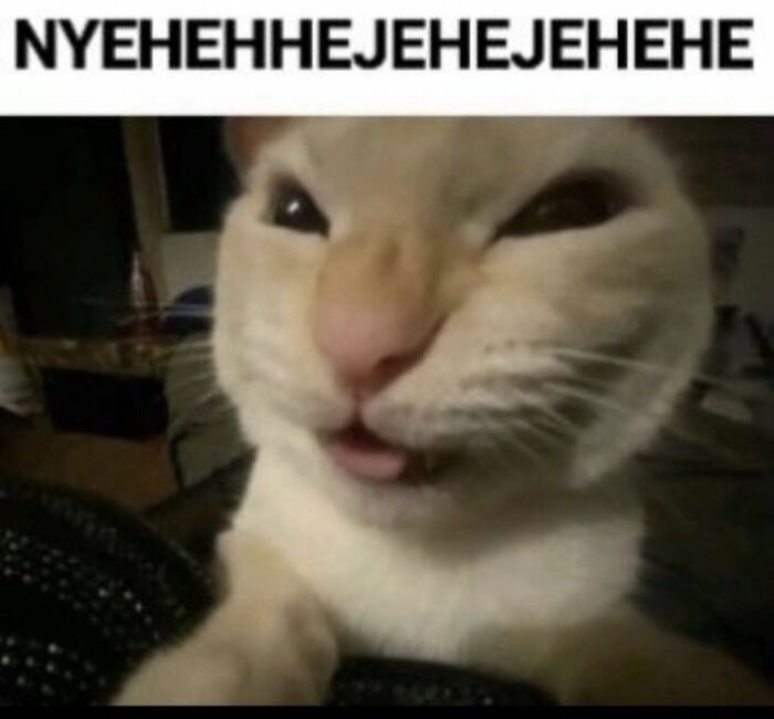 Chaotic-Funny-Cat-Pics