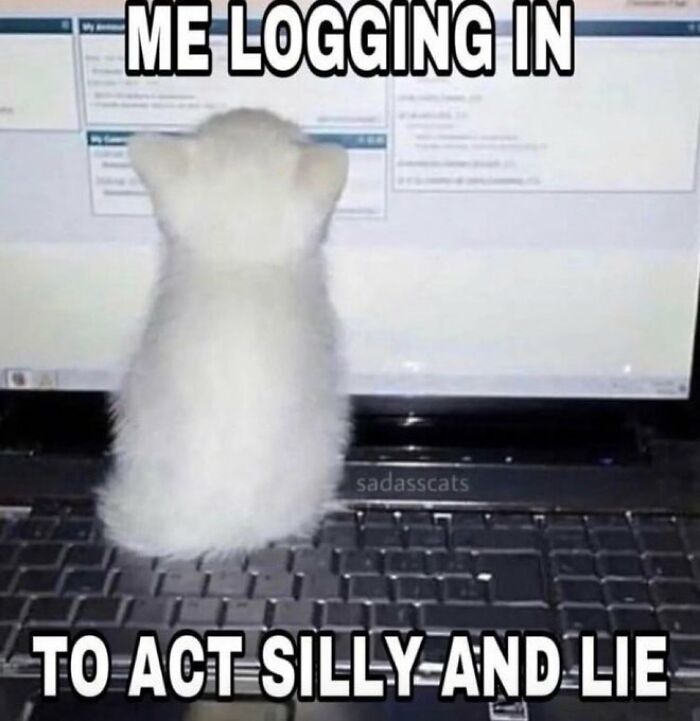 Chaotic-Funny-Cat-Pics