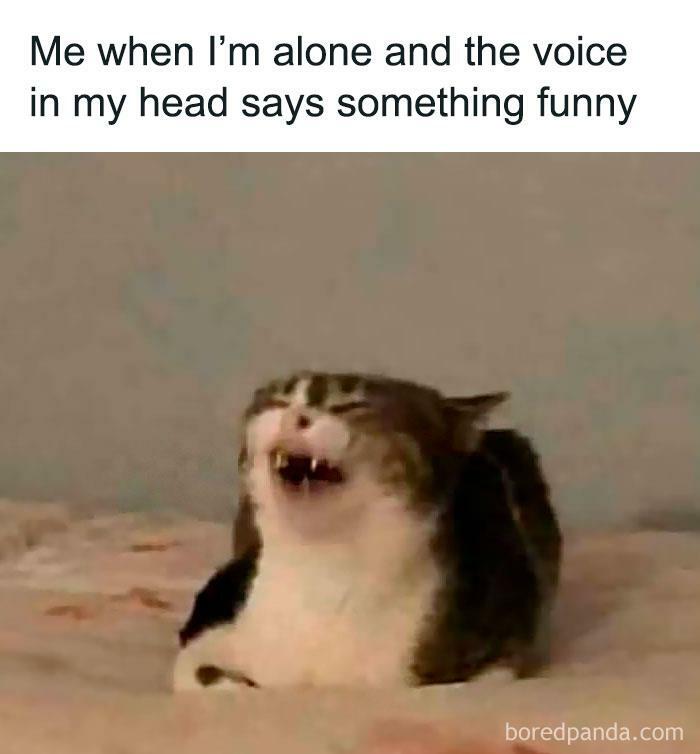 Laughing cat meme, illustrating hilariously relatable moments from a Facebook page.