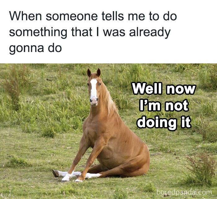 Horse sitting humorously on grass; relatable meme text about defiance.