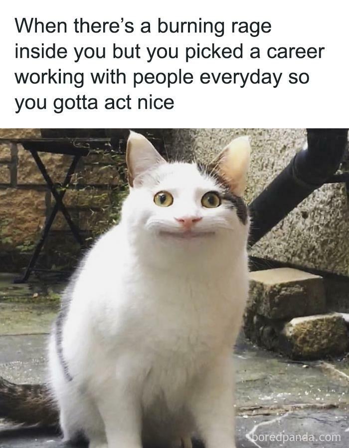 Smiling cat meme from Funny Recruiter Instagram page about handling workplace frustrations.