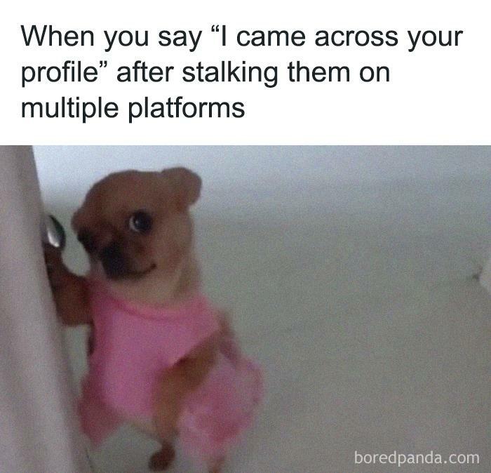 Cute dog in a pink outfit with a cheeky expression, featured on Funny Recruiter memes page.
