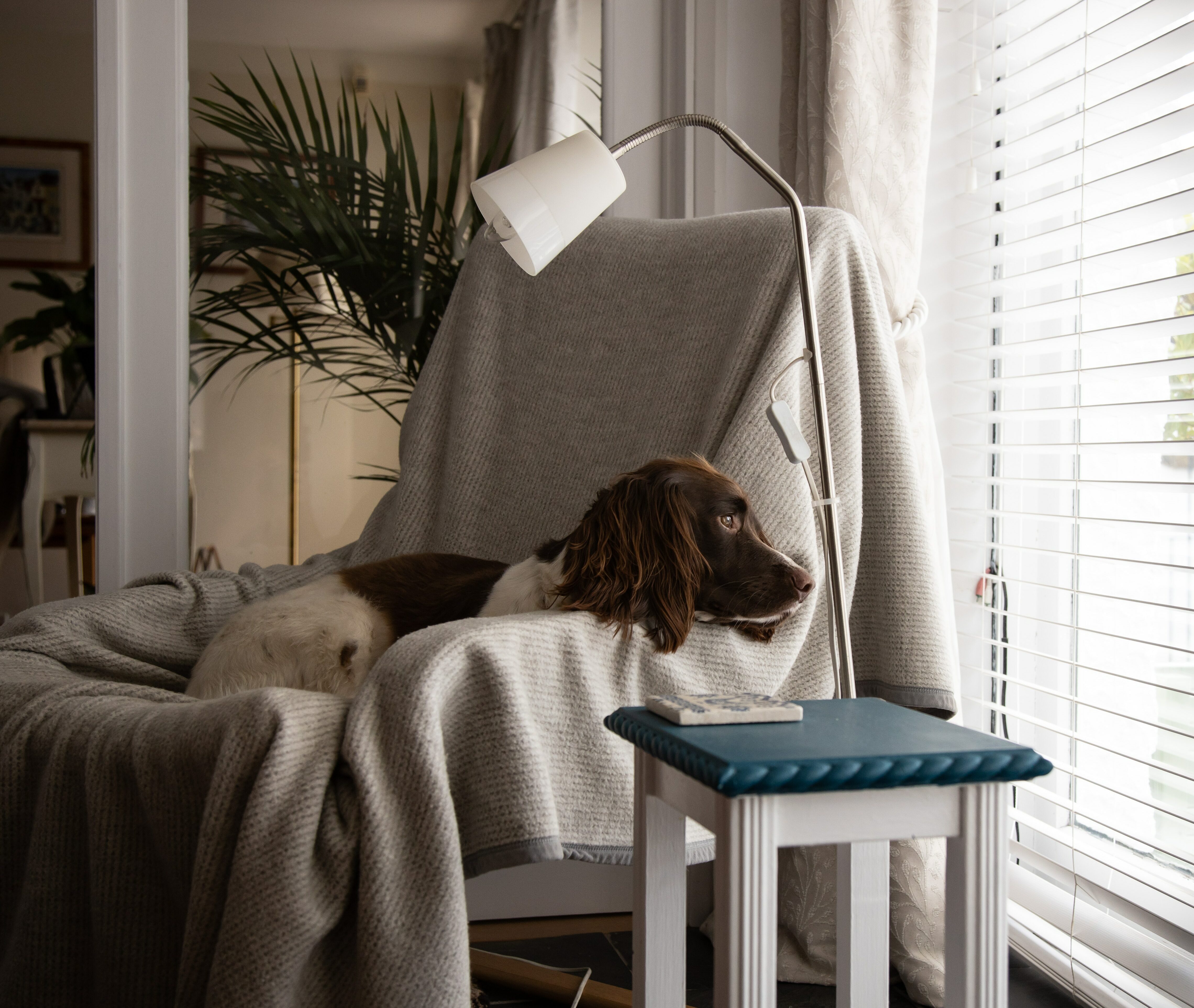 Brown and white short coated dog lying on white and blue chair Brown and white short coated dog lying on white and blue chair