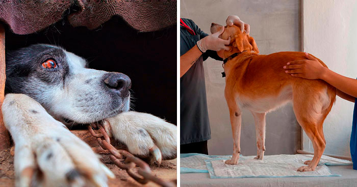 Conjunctivitis in Dogs: All You Need to Know