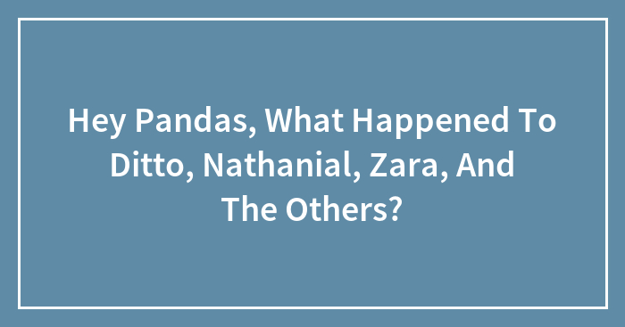 Hey Pandas, What Happened To Ditto, Nathanial, Zara, And The Others?