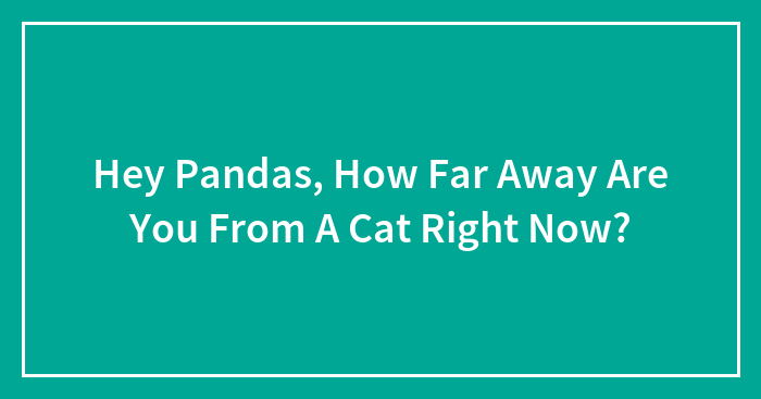 Hey Pandas, How Far Away Are You From A Cat Right Now?