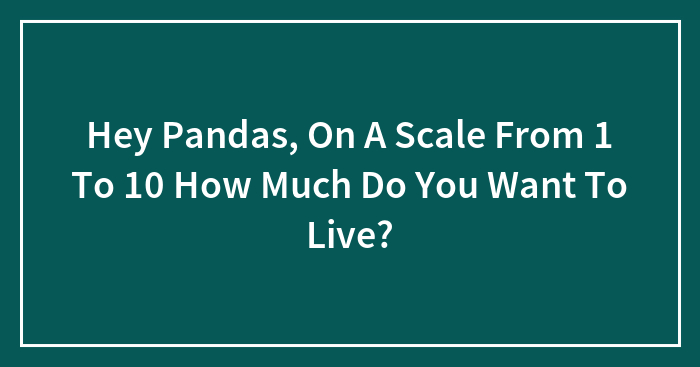 Hey Pandas, On A Scale From 1 To 10 How Much Do You Want To Live?