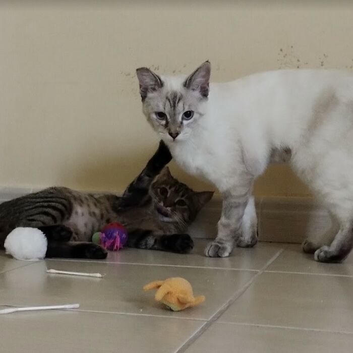 These Two Orphaned Kittens Are Learning To Enjoy The Warmth Of A Home