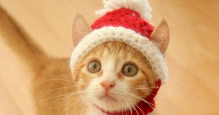 Hey Pandas, Share Your Cute Pets In The Christmas Spirit Here (Closed)