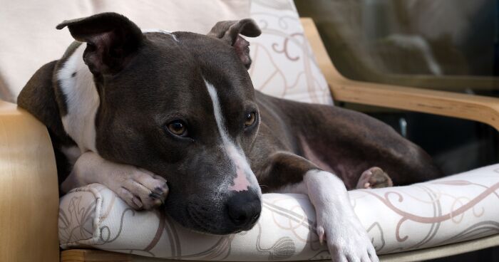 The Smokey Project: A Story Of How Rescuing A Dog Inspired Me To Help Rescue Centers