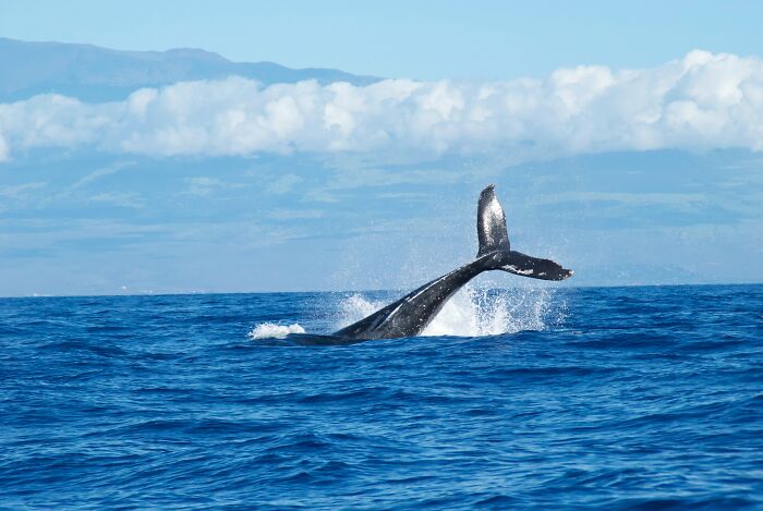 Whale swimming in the sea
