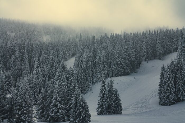 Snow-covered pine trees on a misty hillside, illustrating nature's beauty and calm in a world not a total nightmare.