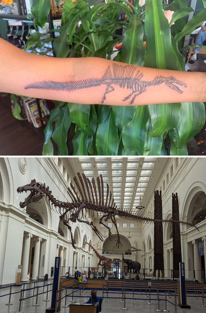 Spinosaurus Skeleton Tattoo. I Had A Dinosaur-Themed Wedding And Got This To Commemorate My Wife. The Reference Is Sobek At The Field Museum In Chicago