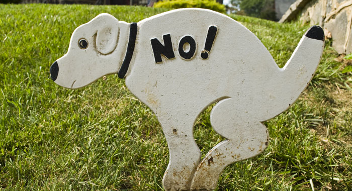 What it Means if Your Dog Has Blood in His Stool