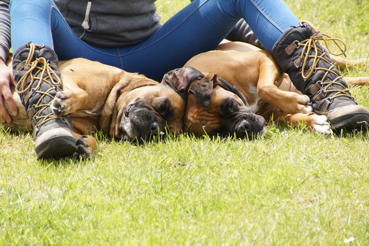 Two dogs sleeping on grass, nestled together, illustrating common dog sleeping positions.