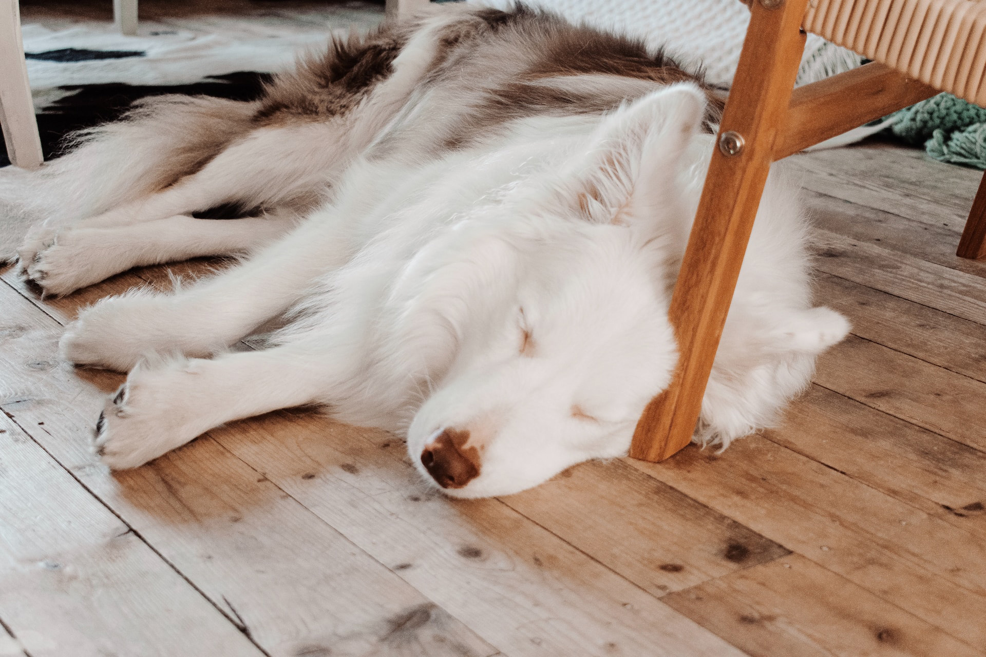 White dog sleeping on wooden floor, head resting on a chair leg, showcasing dog sleeping positions.