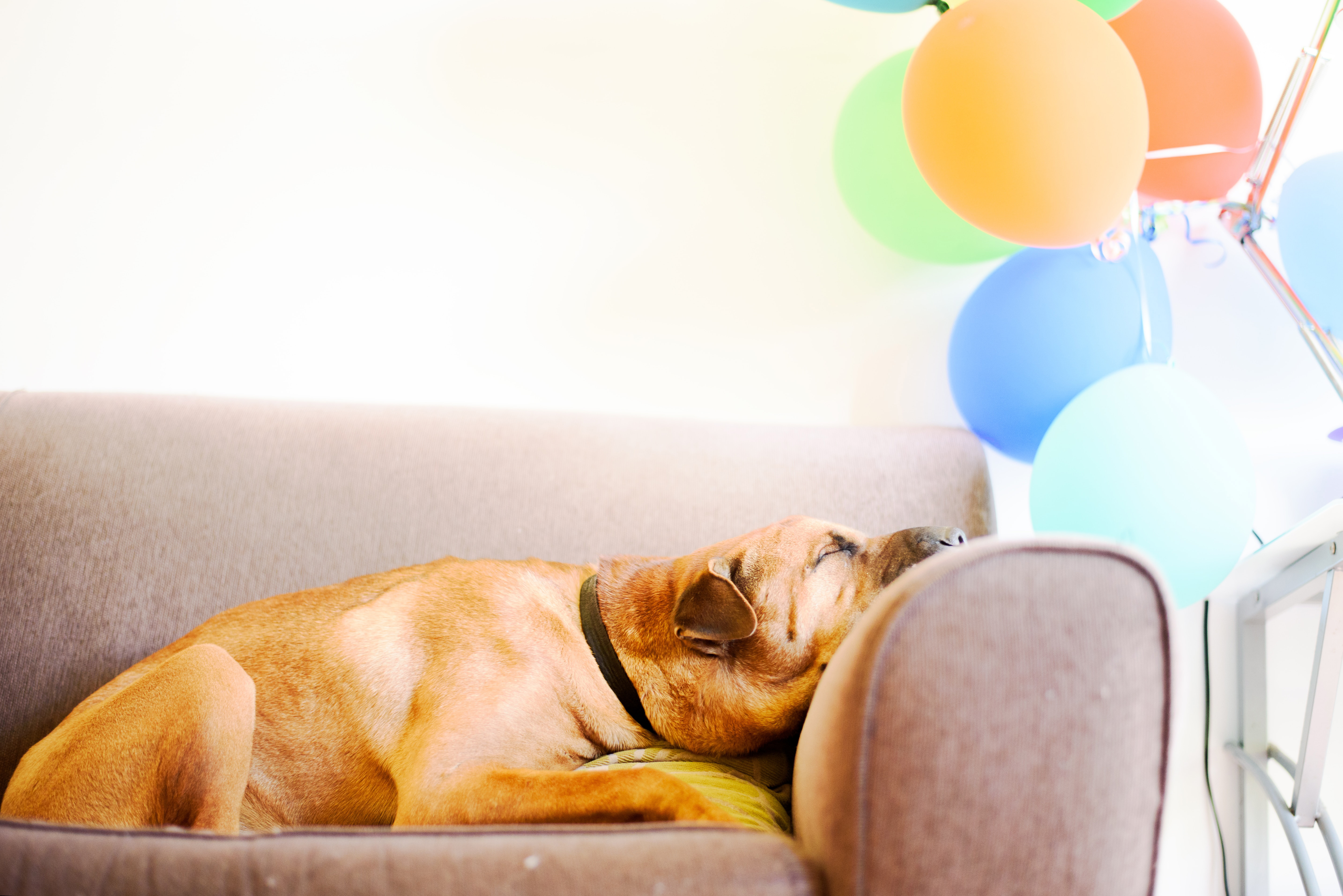 Dog sleeping on a couch with balloons in the background, showcasing a peaceful sleeping position.