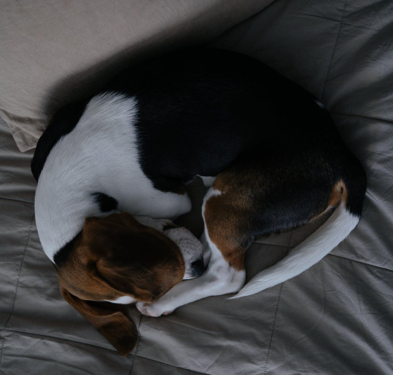 Beagle curled up asleep on a bed.