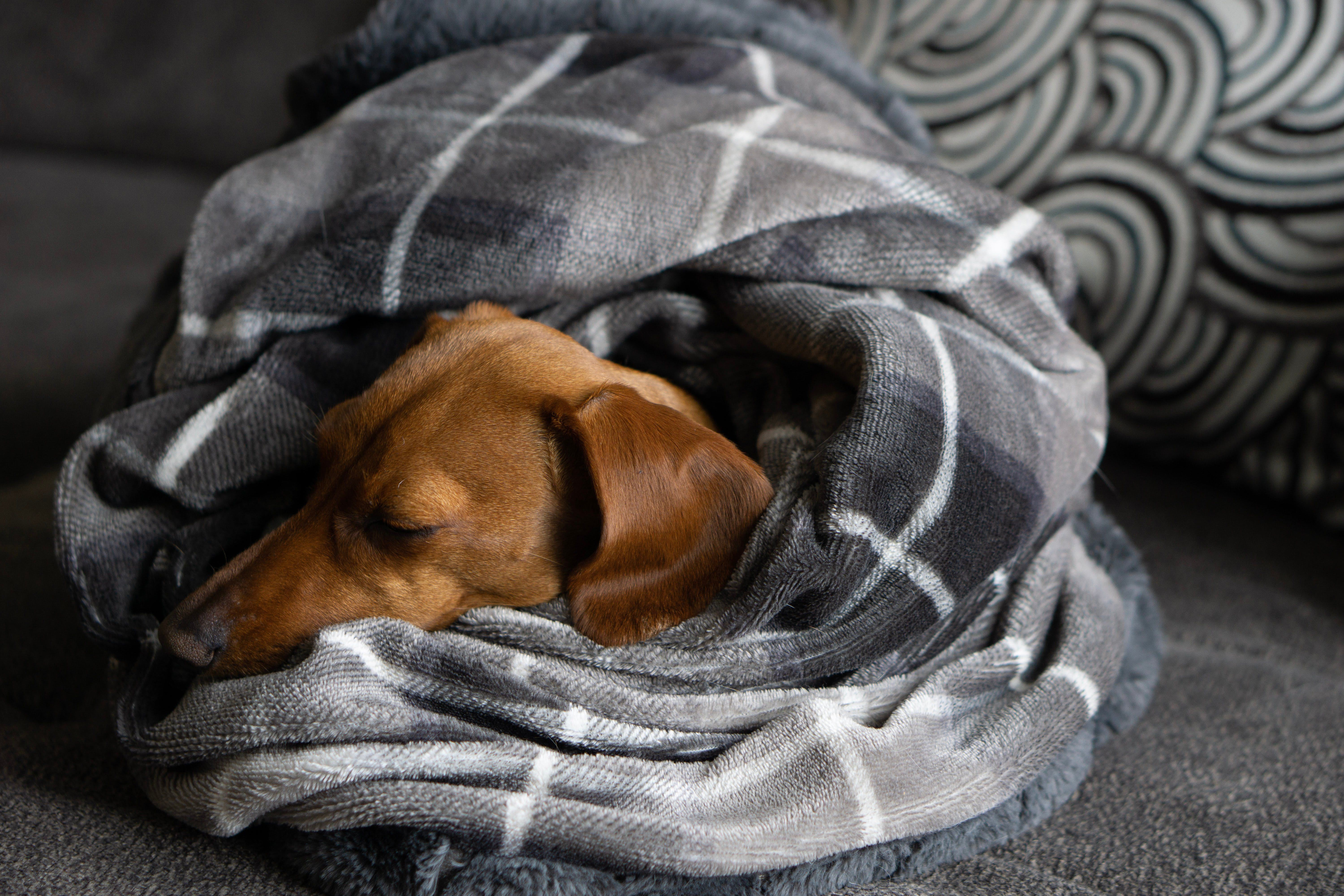 Dog sleeping cozily wrapped in a grey plaid blanket on a couch. Dog sleeping cozily wrapped in a grey plaid blanket on a couch.